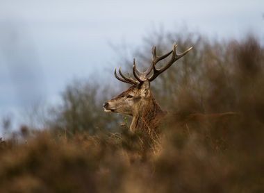 How to Get the Best Deer Pictures on A Trail Camera