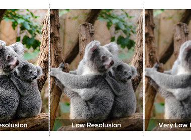 2 Rules for Avoiding Bad Quality Trail Camera Photos