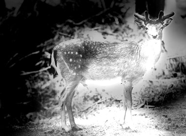 How to Choose the Best Night Vision Trail Cam