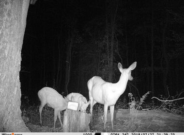 How Does Trail Camera Work?