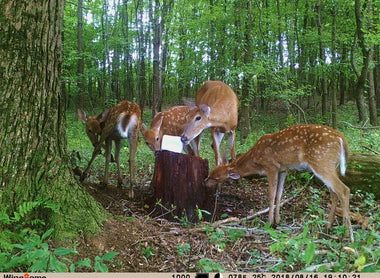 What Can You Get from Trail Camera Photos?