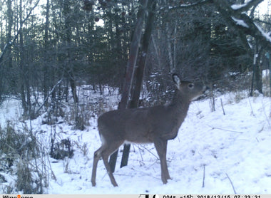 How to Stay Busy in the Off Season with Trail Camera