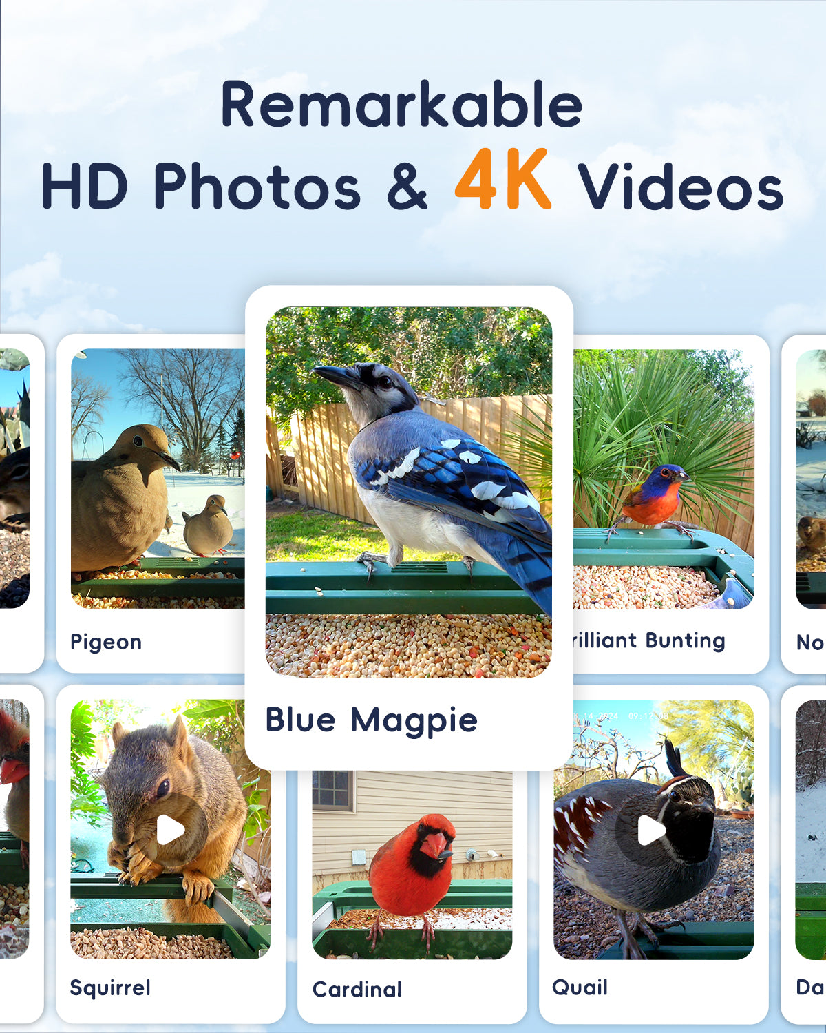 4K HD Bird Watching Camera with Feeder, 2.4G/5G WiFi, Live Streaming, AI Recognition, and Two-Way Audio for Enhanced Wildlife Observation & Monitoring and Bird Lovers