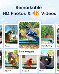 4K HD Bird Watching Camera with Feeder, 2.4G/5G WiFi, Live Streaming, AI Recognition, and Two-Way Audio for Enhanced Wildlife Observation & Monitoring and Bird Lovers
