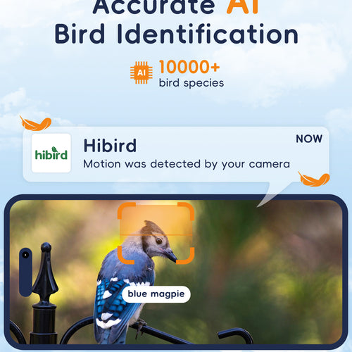 5G Bird Watching Camera, Hibird Smart AI Identify and Auto Capture 10000+ Bird Species IP66 Mini Wireless Watching Camera with Solar Panel, Ideal Gift for Birds Lover